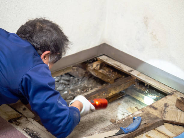 Best Mold Removal Process  in Lovington, NM