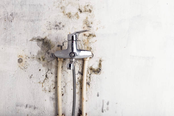 Best Mold Removal Company Near Me  in Lovington, NM