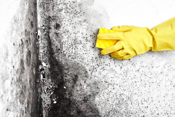 Best Black Mold Removal  in Lovington, NM