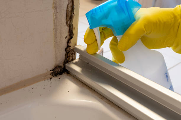 Best Toxic Mold Removal  in Lovington, NM