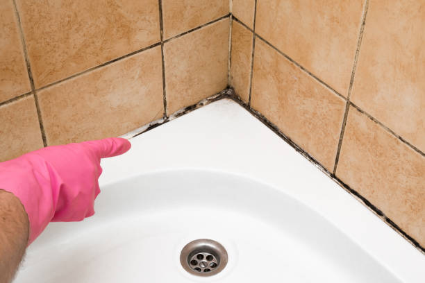Best Mold Testing  in Lovington, NM